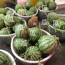 娱乐吃瓜最新瓜,神秘事件引发热议，真相即将揭晓！